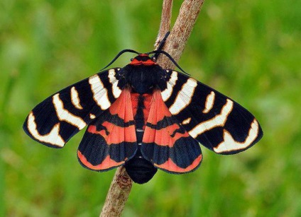 Butterfly Bear funkciók, forgalmazás, fotó