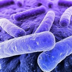 Baktériumok a WC az országban - hogyan válasszuk ki a minőségi antiszeptikus