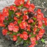 Begonia vechnotsvetuschaya (vechnotsvetuschaya) Begonia vechnotsvetuschaya