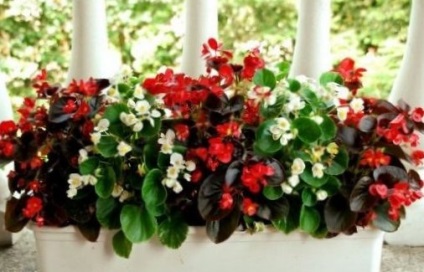 Begonia vechnotsvetuschaya (ezek szórólapok végezzük) Begonia vechnotsvetuschaya