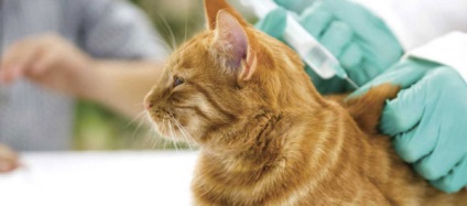 Veszettség macskák - tünetek, kezelés, oltás