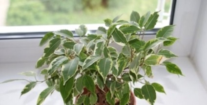 Ficus-betegség és a kezelés