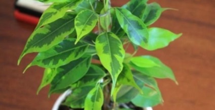 Ficus-betegség és a kezelés