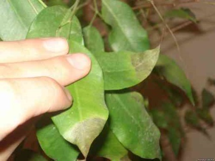 Betegségei Ficus és kezelésük (csepp elhagyja Ficus) Betegségei Ficus és kezelésük