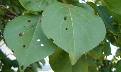 Betegségek az őszibarack - felismerni és kezelni a gomba minden részében egy fa