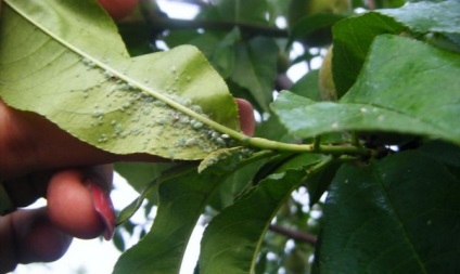 Betegségek az őszibarack - felismerni és kezelni a gomba minden részében egy fa