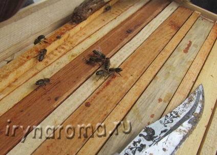 Értékes termék méhészeti propolisz vagy méh ragasztó, ízek és színek a egészségügyi szépség