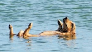 A frekvencia fürdő pomerániai otthon