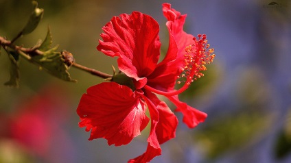 Hibiszkusz tea - hibiszkusz tea - kávé és tea