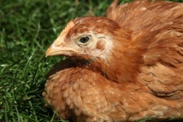 A takarmány fiatal csirkék és tojás myasoyaichnyh fűrésztelep