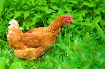 A takarmány fiatal csirkék és tojás myasoyaichnyh fűrésztelep