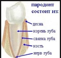 A parodontolog különbözik a fogorvos (fogászati) A periodontist eltér a fogorvos