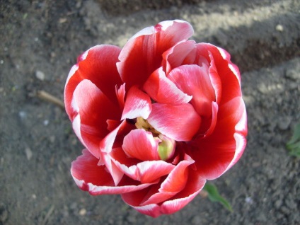 Napok, virágzik és virágzik a tulipán
