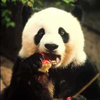 Mit eszik panda otthon