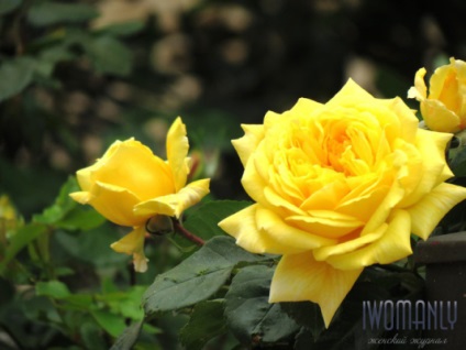 Mi az értelme egy sárga rózsa