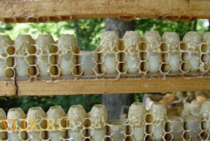 Mi méhpempő, és hogyan készül és videó vélemény