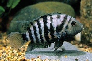 Cichlid chernopolosaya tartalom reprodukálásához, kompatibilitás