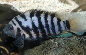 Cichlid chernopolosaya tartalom reprodukálásához, kompatibilitás