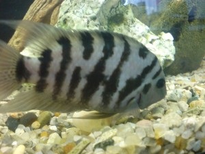 Cichlid chernopolosaya tartalom reprodukálásához, kompatibilitás