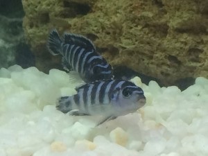 Cichlid chernopolosaya tartalom reprodukálásához, kompatibilitás