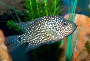 Cichlid chernopolosaya tartalom reprodukálásához, kompatibilitás