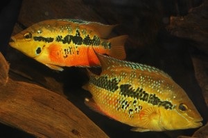 Cichlid chernopolosaya tartalom reprodukálásához, kompatibilitás