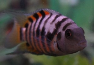 Cichlid chernopolosaya tartalom reprodukálásához, kompatibilitás