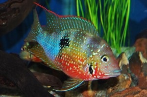 Cichlid chernopolosaya tartalom reprodukálásához, kompatibilitás