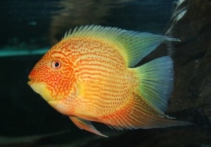 Cichlid chernopolosaya tartalom reprodukálásához, kompatibilitás