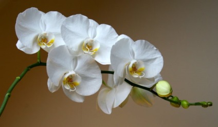 Virág orchidea ellátás és a reprodukció az otthoni