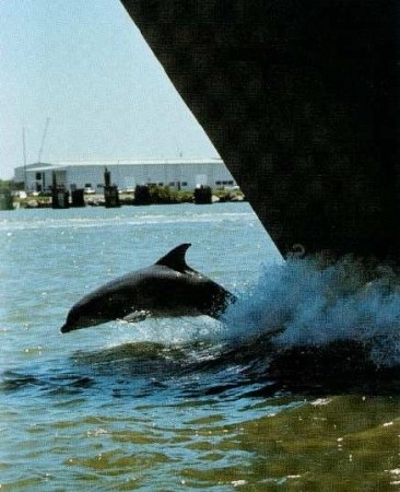 Delfinek és az emberek! Forrása a jó hangulat