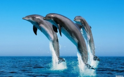 Delfinek és az emberek! Forrása a jó hangulat