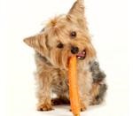 Diétás ételek kutyák számára