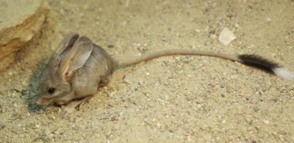 Hosszú fülű jerboa leírás képekkel (hosszú fülű jerboa leírás) Hosszú fülű jerboa leírás fotókkal