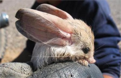 Hosszú fülű jerboa leírás képekkel (leírás) Hosszú fülű jerboa leírás fotókkal