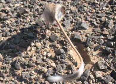 Hosszú fülű jerboa leírás képekkel (jerboa) Hosszú fülű jerboa leírás fotókkal