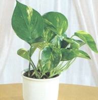 Epipremnum - ellátás az otthoni, fotók, faj, tenyésztés, szobanövények (feltételek) Epipremnum - ellátás az otthoni, fotók, faj, tenyésztés, szobanövények