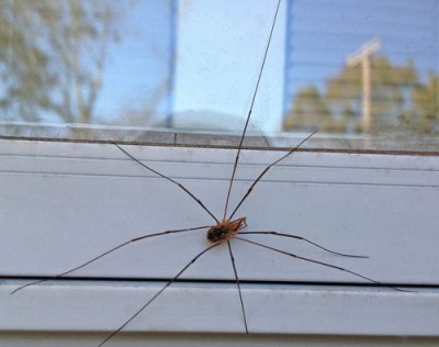 Це - не павук!