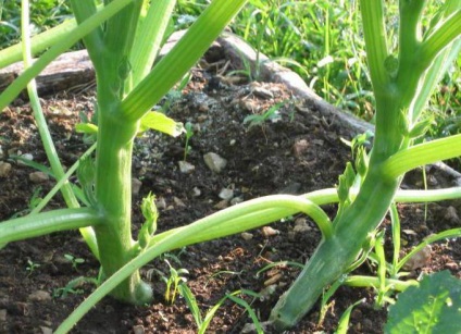 Farmayod használati utasítást fertőtlenítésére növények és a talaj