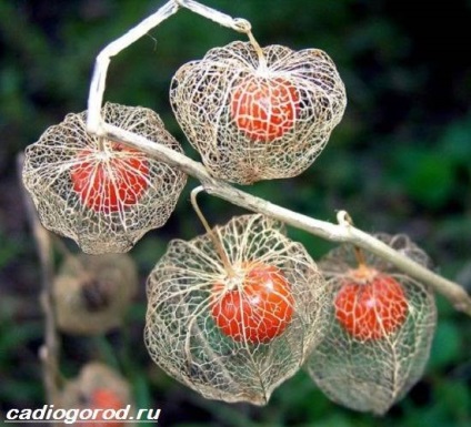 Physalis virág (Physalis) physalis virág