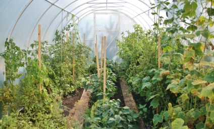 Alakítás uborka egy rácsos előnyök és jellemzők a kertben ()