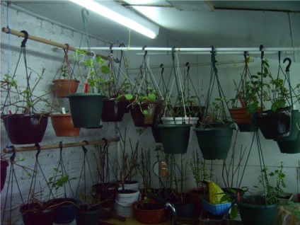 Fuchsia termesztési és ápolási otthon