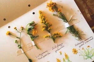 Herbárium - tartós természet szépségét, hogyan lehet egy herbárium, virágok álom