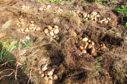 burgonya ültetési mélység a talaj-előkészítés és ültető kultúra