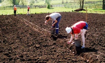 burgonya ültetési mélység a talaj-előkészítés és ültető kultúra
