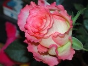 Holland Rose termesztés, a legjobb minőségű, fotó, leírás