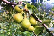 Pyrus communis (Tovább) Pyrus communis
