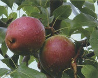 Pyrus communis (a továbbiakban: Bővebben) Pyrus communis