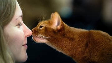 Érdekes történeteket az élet a macskák - RIA Novosti