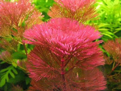 Kabomba- akváriumi növényfajok, leírás, hígító, tartalom, akváriumi halak